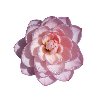 Vibrant pink jaba flower in full bloom on transparent background