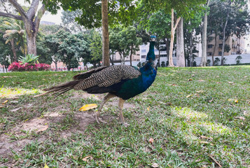 Beautiful peacock walking on the grass in the park