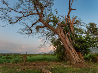 Baumriese in tropischer Sumpflandschaft am Rio Tarcoles, Abendstimmung