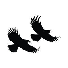 Obraz premium eagle in flight