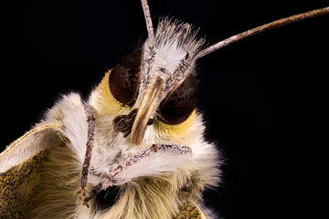 macro extremo cabeza de mariposa Blanquiverdosa (pontia daplidice)