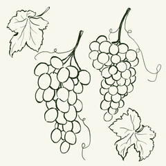 Vector fruit doodle illustration of grape. Hand-drawn garden harvest sketch. Organic farm graphics. Tasty food for design, veggie market drawing print, fabric or background.