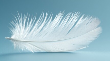 Obraz premium Delicate white feather with intricate details on a soft blue background