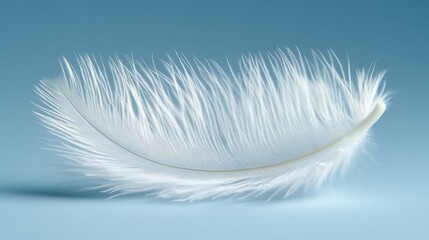 Delicate white feather with intricate details on a soft blue background