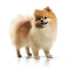 Obraz premium Pomeranian Dog Photo