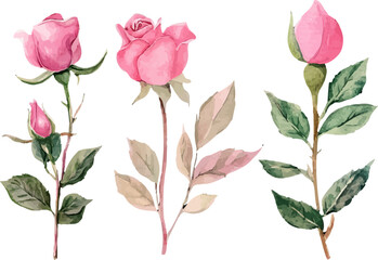 watercolor roses flowers