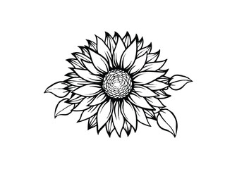 Fototapeta premium Silhouette of sunflower isolated on a white background