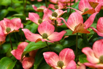 Pretty pink dogwood flowers, Cornus kousa Miss Satomi. High quality photo