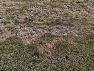 an unhealthy lawn visibly struggles with brown patches, indicating neglect and improper care. various shades color reveal poor soil quality and lack nutrients. close up.
