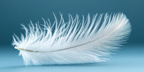 Obraz premium Delicate white feather with intricate details on a soft blue background