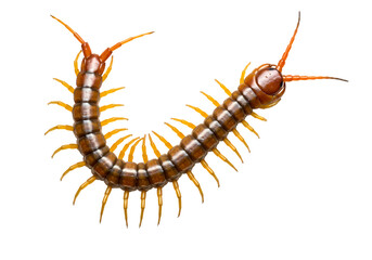 Closeup of a Centipede isolated on white background