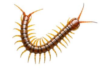 Closeup of a Centipede isolated on white background