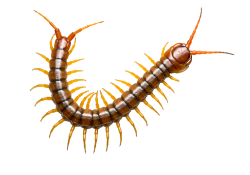 Closeup of a Centipede isolated on white background