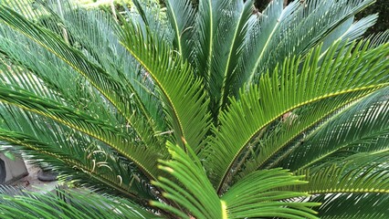 Symmetrical Cycas Revoluta Palm Leaf Pattern with Sunlight Filtering Through, Perfect for Nature Lovers and Background Use