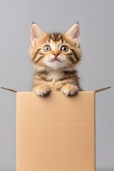 Family discovers their playful cat inside a large cardboard box delivered at home