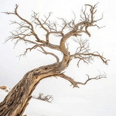 Obraz premium dead tree isolated on white