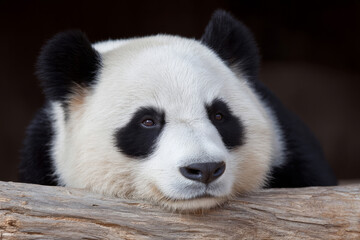 Fototapeta premium Pensive panda lounges on rustic log, symbolizing tranquility and conservation, amidst Bamboo Shoots Festival and World Wildlife Day