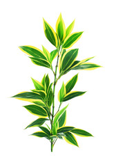 Vibrant green and yellow vriegated bamboo plant isolated on white or transparent background Cutout PNG
