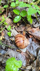 Snail crawling on wet leaves in a lush forest setting during early morning hours