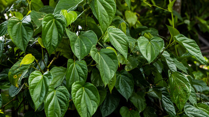 Bettlenut leaves hanging from a wall horizontal photo