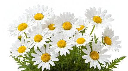Fototapeta premium Flowers of pyrethrum, isolated on white background