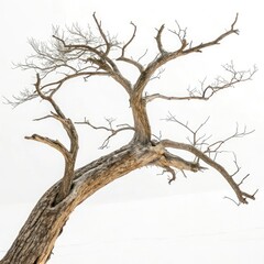 Fototapeta premium dead tree isolated on white