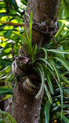 Orchid hanging from a tree vertical photo