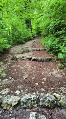 Nature trail with rocky steps surrounded by lush greenery in a forested area