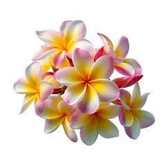 Naklejka premium A cluster of several pink and yellow plumeria flowers is isolated on a white background