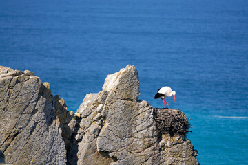 Stork in a nest on the cliffs of the North Atlantic Ocean