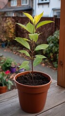 Sapling Growing in Pot Outdoors Cultivating New Life in the Garden in Spring