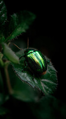 A gullible iridescent beetle resting on a leaf in a forest, highlighting the intricate details of nature