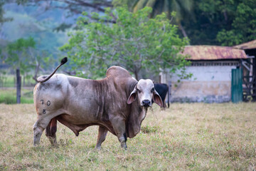 Mächtiger Zebu-Bulle mit auf einer Weide in Costa Rica