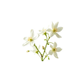 Obraz premium Beautiful white flowers with delicate petals.