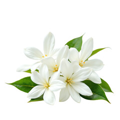 Obraz premium Beautiful white flowers with green leaves.