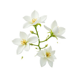 Beautiful white flowers with green stems.