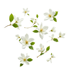 Delicate white flowers with lush green leaves.