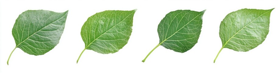 Obraz premium Four vibrant green leaves