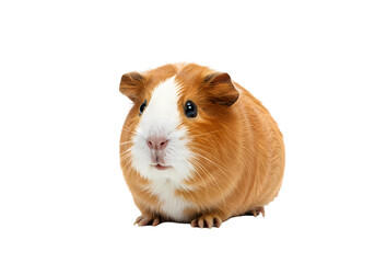 Adorable Red and White Guinea Pig isolated on white background