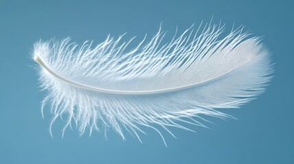 Soft White Feather on Blue Background