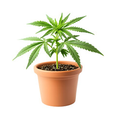 Vibrant Young Cannabis Plant in Terracotta Pot
