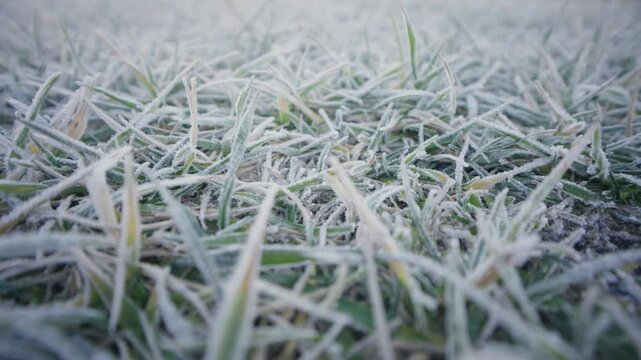Selective focus shot of frozen grass in a meadow