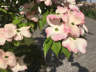 pink and white flowers