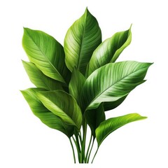 Obraz premium A vibrant green plant with large leaves isolated against a bright white background in a studio shot