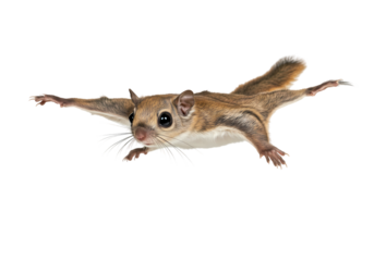 Flying Squirrel Adorable Gliding Mammal Image isolated on white background