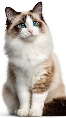 Fototapeta premium Regal Ragdoll: A majestic Ragdoll cat with striking blue eyes sits regally, exuding an air of elegance and calm. Capturing the essence of a beloved pet.