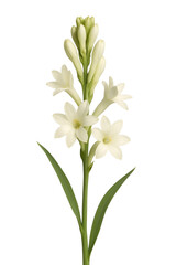 Fototapeta premium Elegant White Tuberose Flower (Rajnigandha) – Fresh Bloom with Fragrant Petals on White Background.