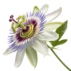 Passionflower isolated on solid white background