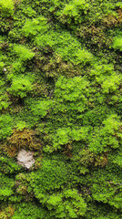 Obraz premium Top view of lush green moss forming a rich, natural background texture. Symbolizes life, growth, and nature’s softness—perfect for organic design, eco themes, or botanical visual elements.