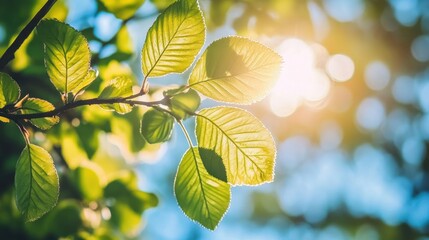 Sunlit green leaves on a branch against a bright sky